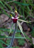 Caladenia dilatata Green-comb Spider-orchid